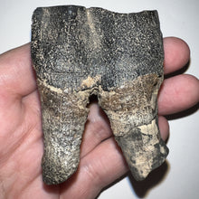 Load image into Gallery viewer, Large Ice Age Fossil Woolly Rhinoceros Molar Coelodonta Antiquitatis 2.51 Inches