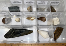 Load image into Gallery viewer, Large Beginner Collection of 12 labeled Fossils in a clear case. Includes Partial Megalodon Tooth, Trilobite, Spinosaur Tooth and more!