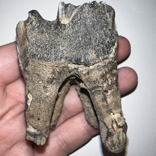 Load image into Gallery viewer, Large Ice Age Fossil Woolly Rhinoceros Molar Coelodonta Antiquitatis 2.51 Inches