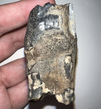 Load image into Gallery viewer, Large Ice Age Fossil Woolly Rhinoceros Molar Coelodonta Antiquitatis 2.51 Inches