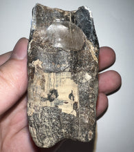 Load image into Gallery viewer, Large Ice Age Fossil Woolly Rhinoceros Molar Coelodonta Antiquitatis 2.51 Inches