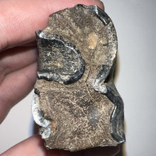 Load image into Gallery viewer, Large Ice Age Fossil Woolly Rhinoceros Molar Coelodonta Antiquitatis 2.51 Inches