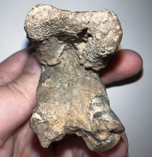 Load image into Gallery viewer, Large Ice Age Fossil Woolly Rhinoceros Molar Coelodonta Antiquitatis 2.51 Inches