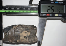 Load image into Gallery viewer, Large Ice Age Fossil Woolly Rhinoceros Molar Coelodonta Antiquitatis 2.51 Inches