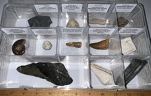 Load image into Gallery viewer, Large Beginner Collection of 12 labeled Fossils in a clear case. Includes Partial Megalodon Tooth, Trilobite, Spinosaur Tooth and more!