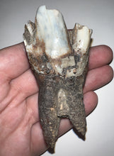 Load image into Gallery viewer, HUGE Ice Age Fossil Woolly Rhinoceros Molar Coelodonta Antiquitatis 3.18 Inches