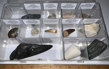 Load image into Gallery viewer, Large Beginner Collection of 12 labeled Fossils in a clear case. Includes Partial Megalodon Tooth, Trilobite, Spinosaur Tooth and more!