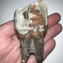 Load image into Gallery viewer, HUGE Ice Age Fossil Woolly Rhinoceros Molar Coelodonta Antiquitatis 3.18 Inches
