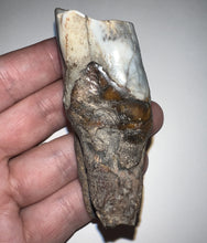Load image into Gallery viewer, HUGE Ice Age Fossil Woolly Rhinoceros Molar Coelodonta Antiquitatis 3.18 Inches