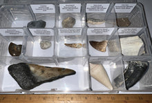 Load image into Gallery viewer, Large Beginner Collection of 12 labeled Fossils in a clear case. Includes Partial Megalodon Tooth, Trilobite, Spinosaur Tooth and more!