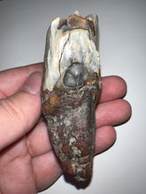 Load image into Gallery viewer, HUGE Ice Age Fossil Woolly Rhinoceros Molar Coelodonta Antiquitatis 3.18 Inches