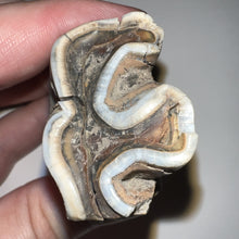 Load image into Gallery viewer, HUGE Ice Age Fossil Woolly Rhinoceros Molar Coelodonta Antiquitatis 3.18 Inches
