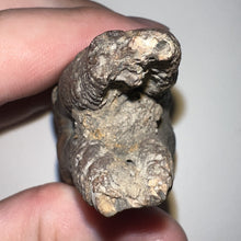 Load image into Gallery viewer, HUGE Ice Age Fossil Woolly Rhinoceros Molar Coelodonta Antiquitatis 3.18 Inches