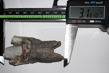 Load image into Gallery viewer, HUGE Ice Age Fossil Woolly Rhinoceros Molar Coelodonta Antiquitatis 3.18 Inches