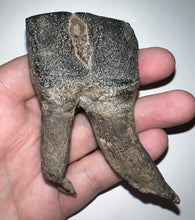 Load image into Gallery viewer, HUGE Ice Age Fossil Woolly Rhinoceros Molar Coelodonta Antiquitatis 3.24 Inches