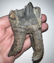 Load image into Gallery viewer, HUGE Ice Age Fossil Woolly Rhinoceros Molar Coelodonta Antiquitatis 3.24 Inches
