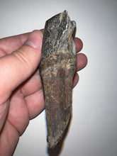 Load image into Gallery viewer, HUGE Ice Age Fossil Woolly Rhinoceros Molar Coelodonta Antiquitatis 3.24 Inches