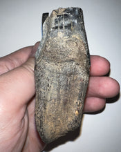 Load image into Gallery viewer, HUGE Ice Age Fossil Woolly Rhinoceros Molar Coelodonta Antiquitatis 3.24 Inches
