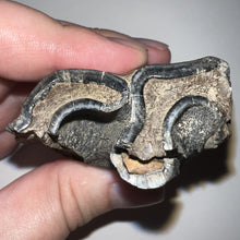 Load image into Gallery viewer, HUGE Ice Age Fossil Woolly Rhinoceros Molar Coelodonta Antiquitatis 3.24 Inches