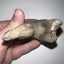Load image into Gallery viewer, HUGE Ice Age Fossil Woolly Rhinoceros Molar Coelodonta Antiquitatis 3.24 Inches