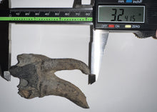 Load image into Gallery viewer, HUGE Ice Age Fossil Woolly Rhinoceros Molar Coelodonta Antiquitatis 3.24 Inches