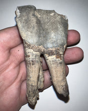 Load image into Gallery viewer, HUGE Ice Age Fossil Woolly Rhinoceros Molar Coelodonta Antiquitatis 3.41 Inches