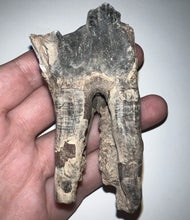 Load image into Gallery viewer, HUGE Ice Age Fossil Woolly Rhinoceros Molar Coelodonta Antiquitatis 3.41 Inches