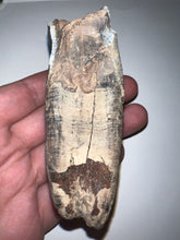 Load image into Gallery viewer, HUGE Ice Age Fossil Woolly Rhinoceros Molar Coelodonta Antiquitatis 3.41 Inches