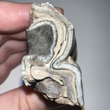 Load image into Gallery viewer, HUGE Ice Age Fossil Woolly Rhinoceros Molar Coelodonta Antiquitatis 3.41 Inches