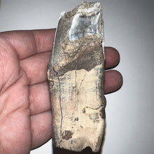 Load image into Gallery viewer, HUGE Ice Age Fossil Woolly Rhinoceros Molar Coelodonta Antiquitatis 3.41 Inches