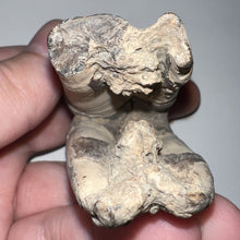 Load image into Gallery viewer, HUGE Ice Age Fossil Woolly Rhinoceros Molar Coelodonta Antiquitatis 3.41 Inches
