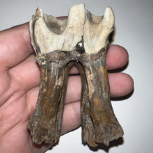 Load image into Gallery viewer, HUGE Ice Age Fossil Woolly Rhinoceros Molar Coelodonta Antiquitatis 3.09 Inches