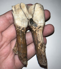 Load image into Gallery viewer, HUGE Ice Age Fossil Woolly Rhinoceros Molar Coelodonta Antiquitatis 3.09 Inches