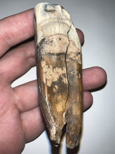 Load image into Gallery viewer, HUGE Ice Age Fossil Woolly Rhinoceros Molar Coelodonta Antiquitatis 3.09 Inches