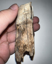Load image into Gallery viewer, HUGE Ice Age Fossil Woolly Rhinoceros Molar Coelodonta Antiquitatis 3.09 Inches