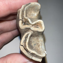 Load image into Gallery viewer, HUGE Ice Age Fossil Woolly Rhinoceros Molar Coelodonta Antiquitatis 3.09 Inches