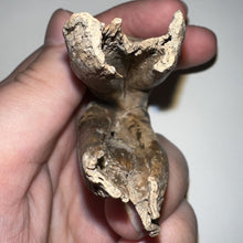 Load image into Gallery viewer, HUGE Ice Age Fossil Woolly Rhinoceros Molar Coelodonta Antiquitatis 3.09 Inches