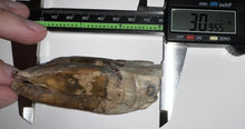 Load image into Gallery viewer, HUGE Ice Age Fossil Woolly Rhinoceros Molar Coelodonta Antiquitatis 3.09 Inches