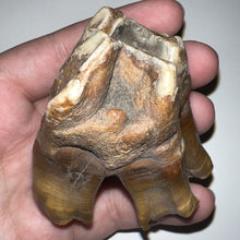 Load image into Gallery viewer, Large Ice Age Fossil Woolly Rhinoceros Molar Coelodonta Antiquitatis 2.71 Inches