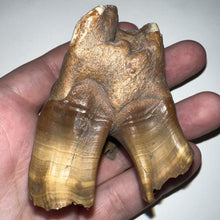 Load image into Gallery viewer, Large Ice Age Fossil Woolly Rhinoceros Molar Coelodonta Antiquitatis 2.71 Inches