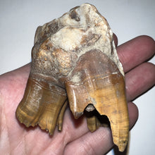 Load image into Gallery viewer, Large Ice Age Fossil Woolly Rhinoceros Molar Coelodonta Antiquitatis 2.71 Inches
