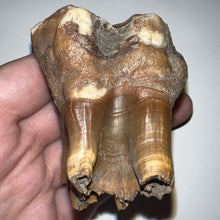 Load image into Gallery viewer, Large Ice Age Fossil Woolly Rhinoceros Molar Coelodonta Antiquitatis 2.71 Inches