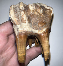 Load image into Gallery viewer, Large Ice Age Fossil Woolly Rhinoceros Molar Coelodonta Antiquitatis 2.71 Inches
