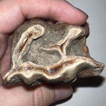 Load image into Gallery viewer, Large Ice Age Fossil Woolly Rhinoceros Molar Coelodonta Antiquitatis 2.71 Inches