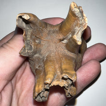 Load image into Gallery viewer, Large Ice Age Fossil Woolly Rhinoceros Molar Coelodonta Antiquitatis 2.71 Inches