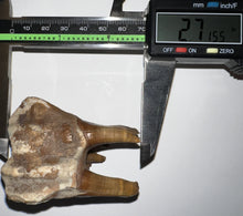 Load image into Gallery viewer, Large Ice Age Fossil Woolly Rhinoceros Molar Coelodonta Antiquitatis 2.71 Inches
