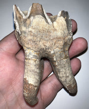 Load image into Gallery viewer, HUGE Ice Age Fossil Woolly Rhinoceros Molar Coelodonta Antiquitatis 3.36 Inches