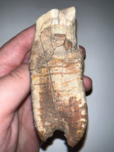 Load image into Gallery viewer, HUGE Ice Age Fossil Woolly Rhinoceros Molar Coelodonta Antiquitatis 3.36 Inches