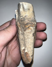 Load image into Gallery viewer, HUGE Ice Age Fossil Woolly Rhinoceros Molar Coelodonta Antiquitatis 3.36 Inches