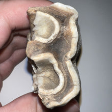 Load image into Gallery viewer, HUGE Ice Age Fossil Woolly Rhinoceros Molar Coelodonta Antiquitatis 3.36 Inches